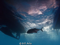 Trevally under the dive boat. by Bill Arle 